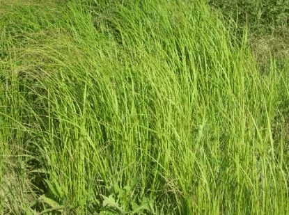 垂穗草
