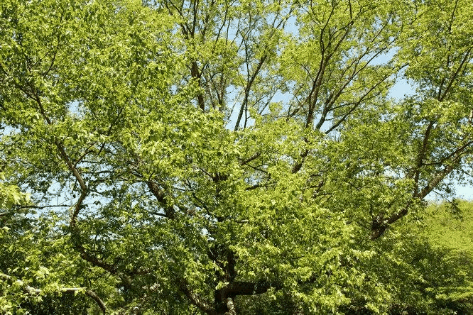 水桦