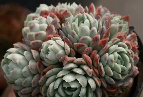 月影