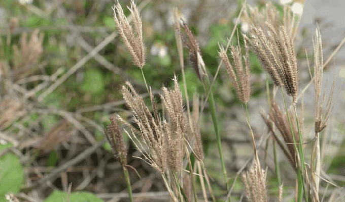虎尾草属