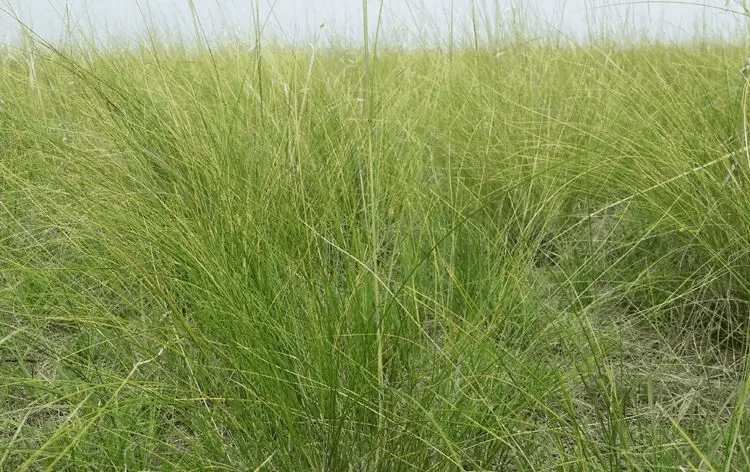 披碱草属