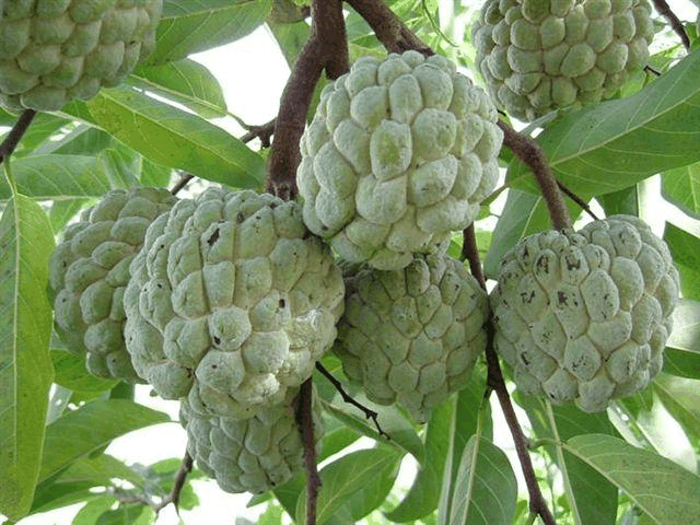 泡泡属