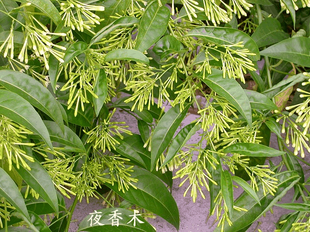 夜香木
