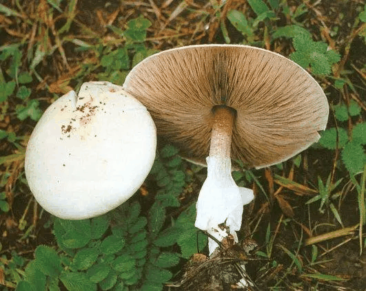 白林地菇