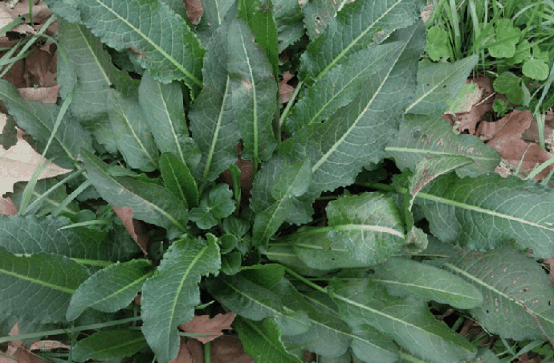 牛舌草
