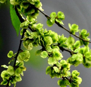 榆钱菠菜
