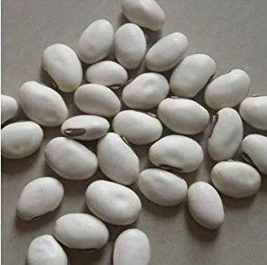 白刀豆