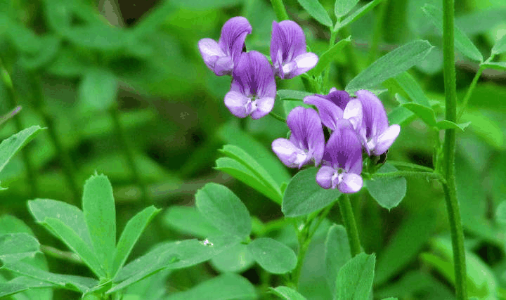 紫花苜蓿