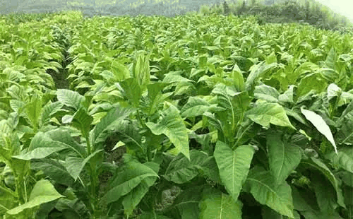 翼柄烟草