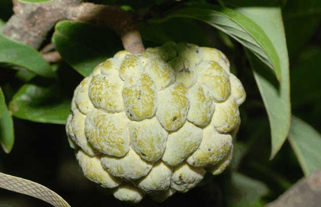 番荔枝科