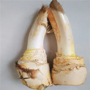 棕榈心