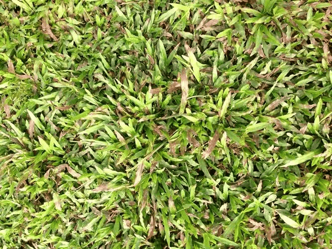 大叶草