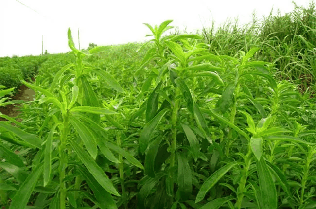 甜叶菊