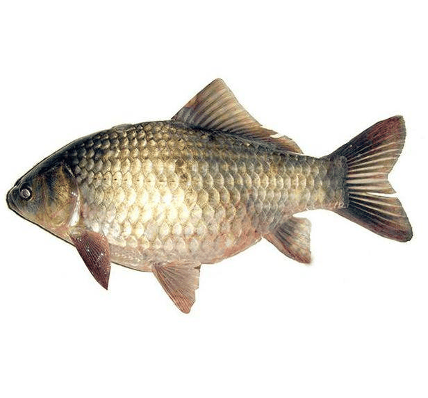食用鱼