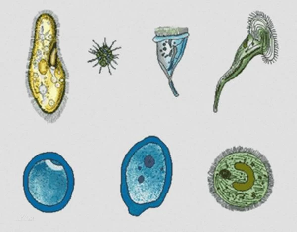 原核生物