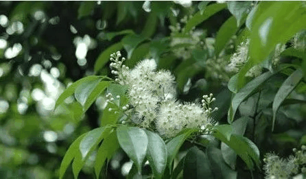 桂樱
