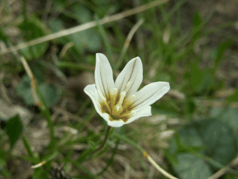 洼瓣花