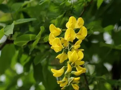 毒豆