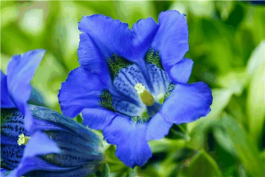 春花龙胆