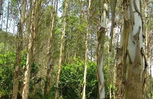 野桉