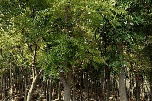 翅轴黄连木