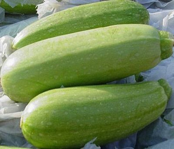 越瓜菜