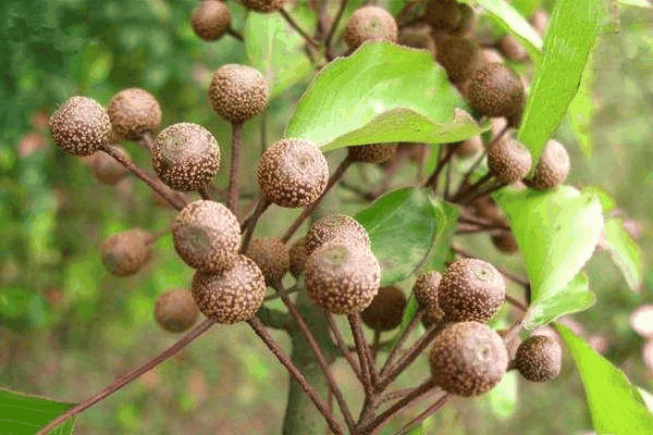 豆梨