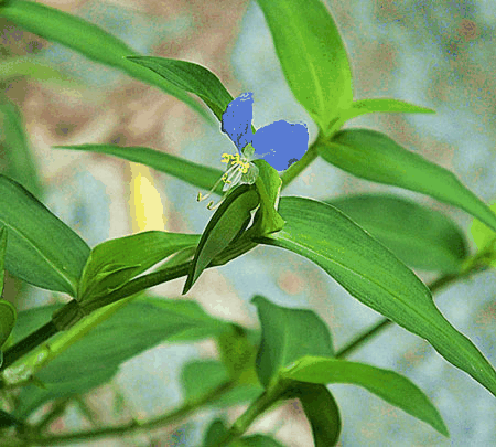 鸭跖草