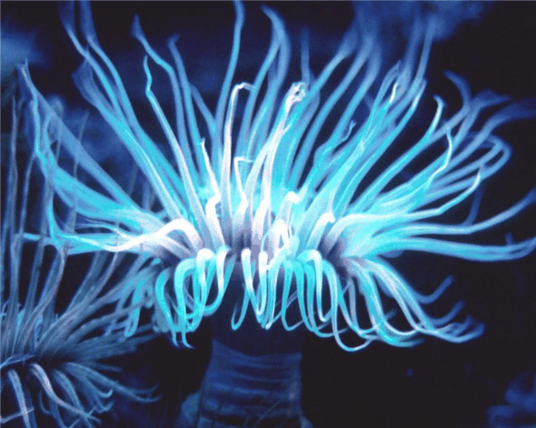 生物发光