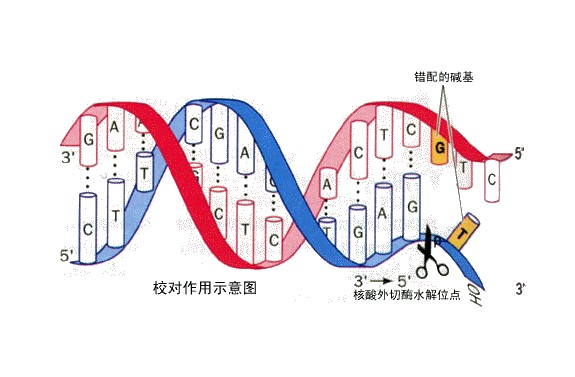 DNA修复