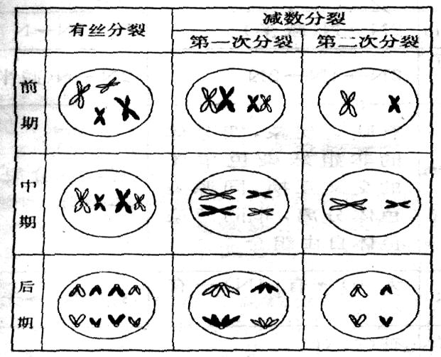 减数分裂
