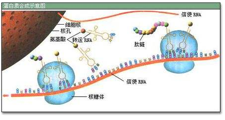 核仁小核糖核酸