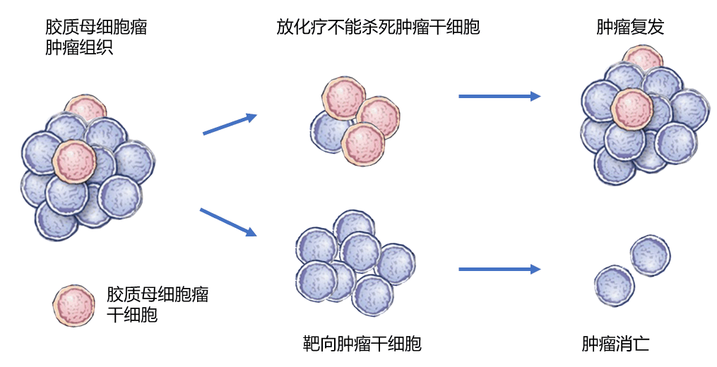 肿瘤干细胞