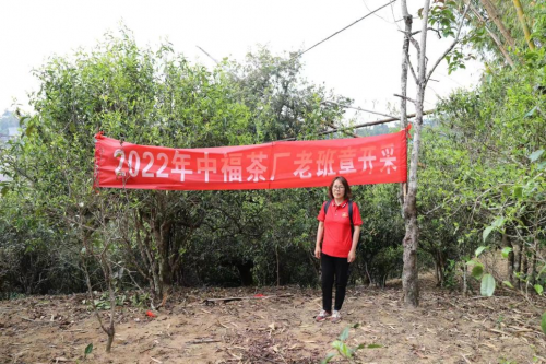 江燕勐海中福茶厂