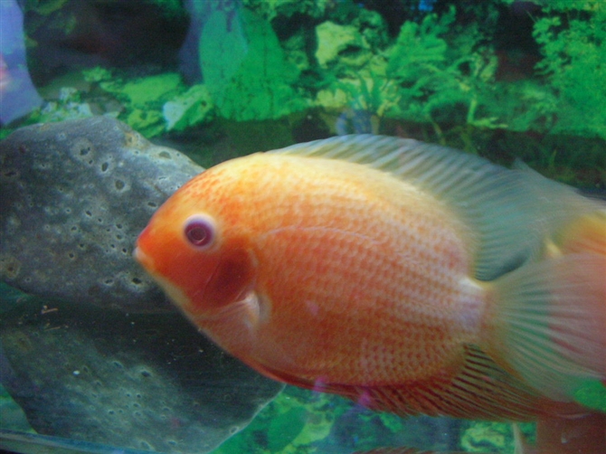 菠萝鱼 菠萝鱼
