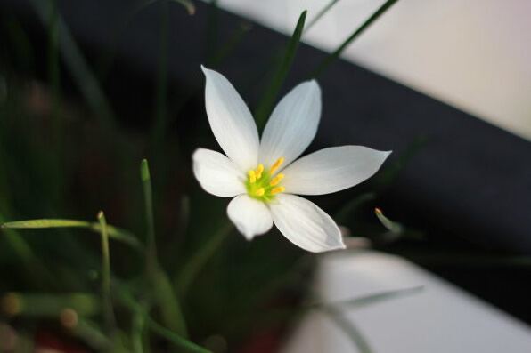 水仙花对家居环境的影响 水仙