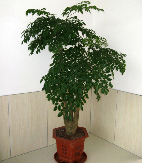 幸福树 幸福树