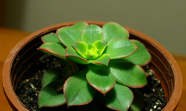 莲花掌与家居风格的搭配 莲花掌
