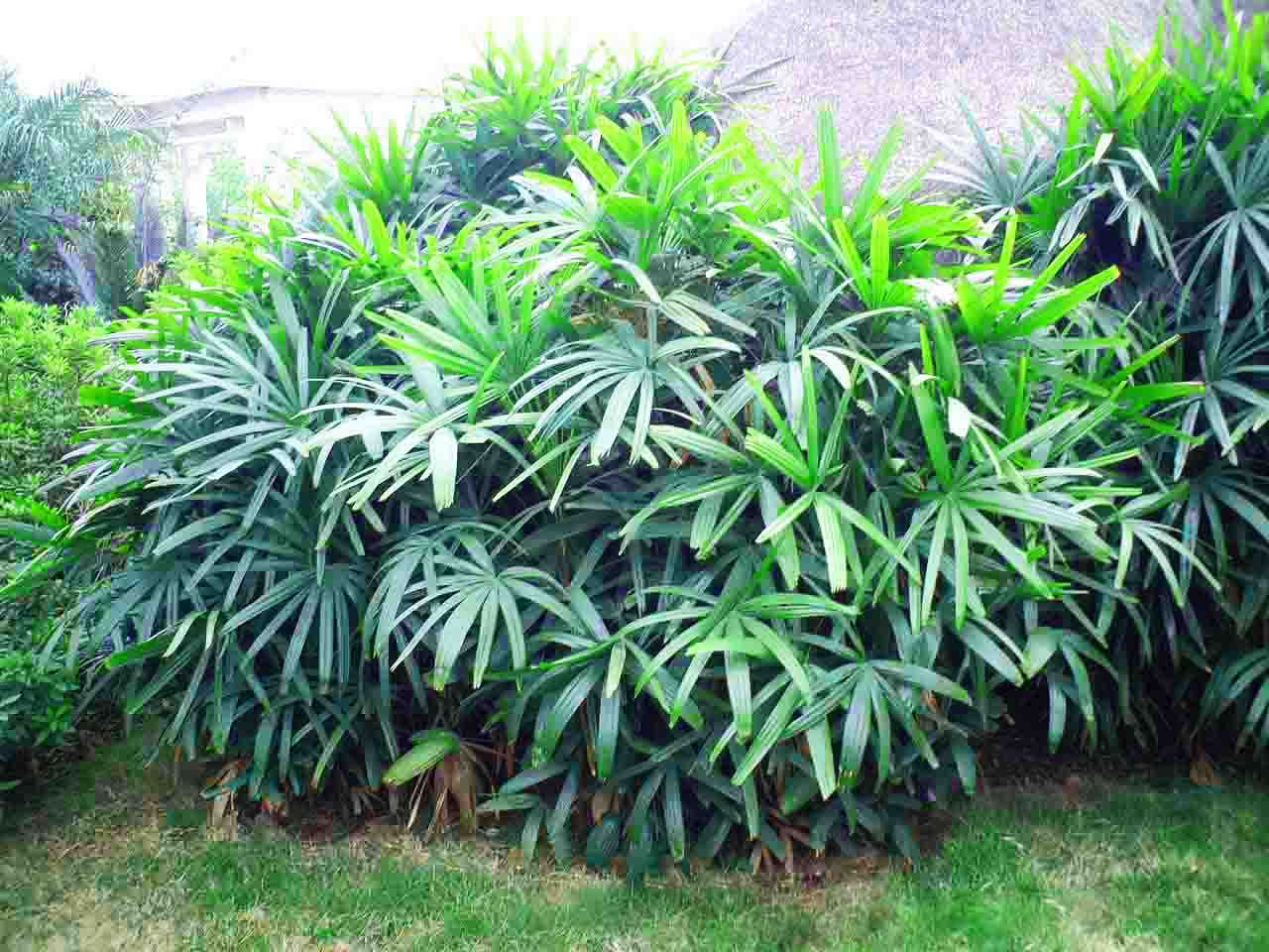 棕竹简介 棕竹