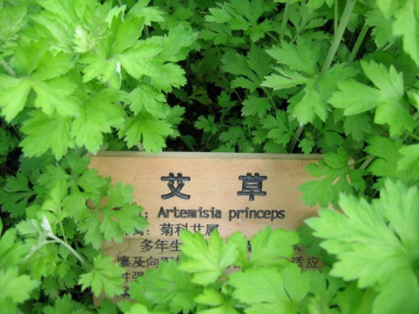 艾草简介 艾草