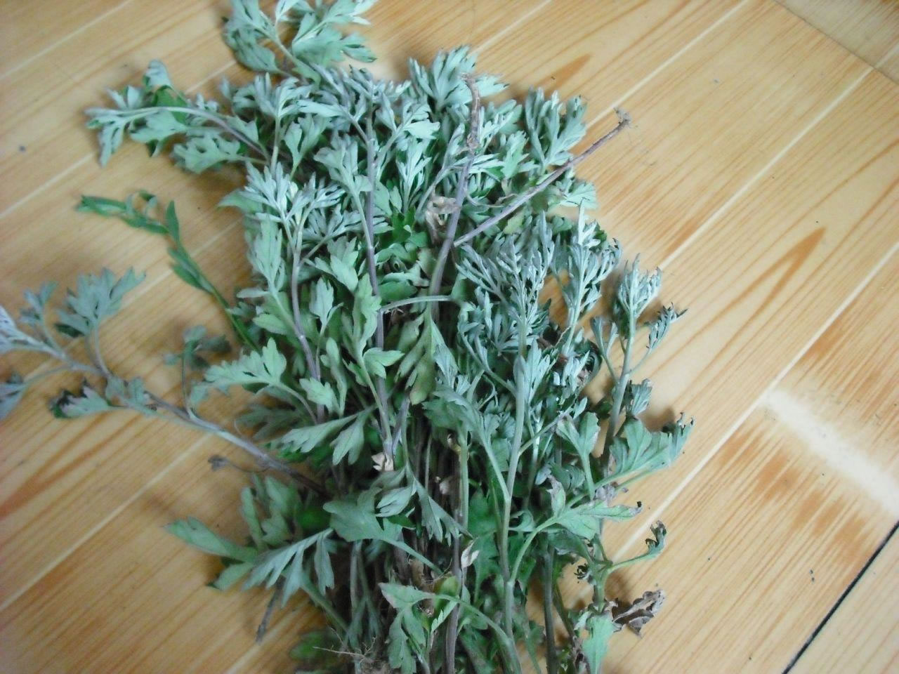 艾草对家居环境的影响 艾草