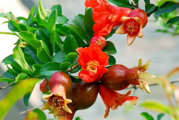 石榴花 石榴花