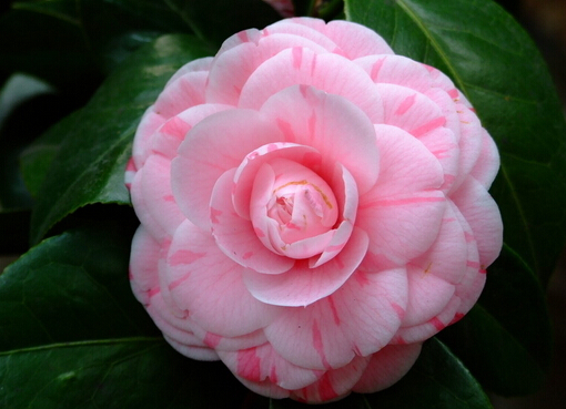山茶花 山茶花