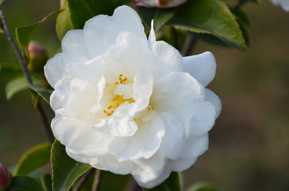 山茶花 山茶花