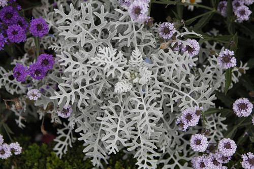 芙蓉菊与家居风格的搭配 芙蓉菊