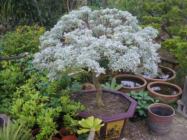 芙蓉菊的风水学应用 芙蓉菊