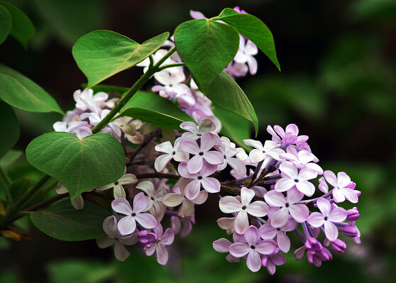 丁香花的风水学应用 丁香花