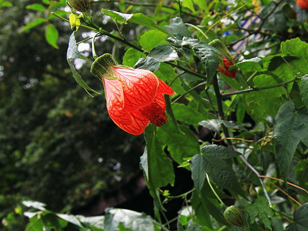灯笼花养殖方法 灯笼花
