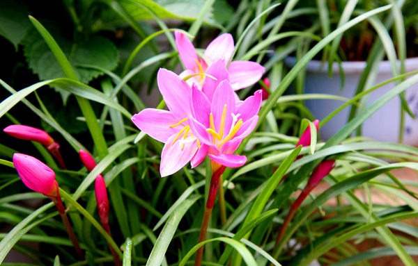 水仙花的作用 水仙花