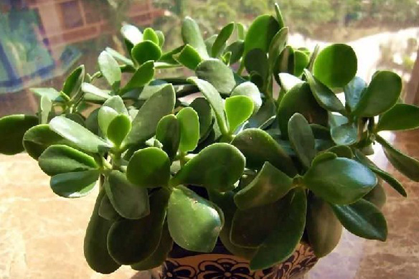 什么是玉树花 玉树花